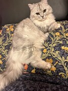 高貴な雰囲気を漂わせるキルムちゃん。