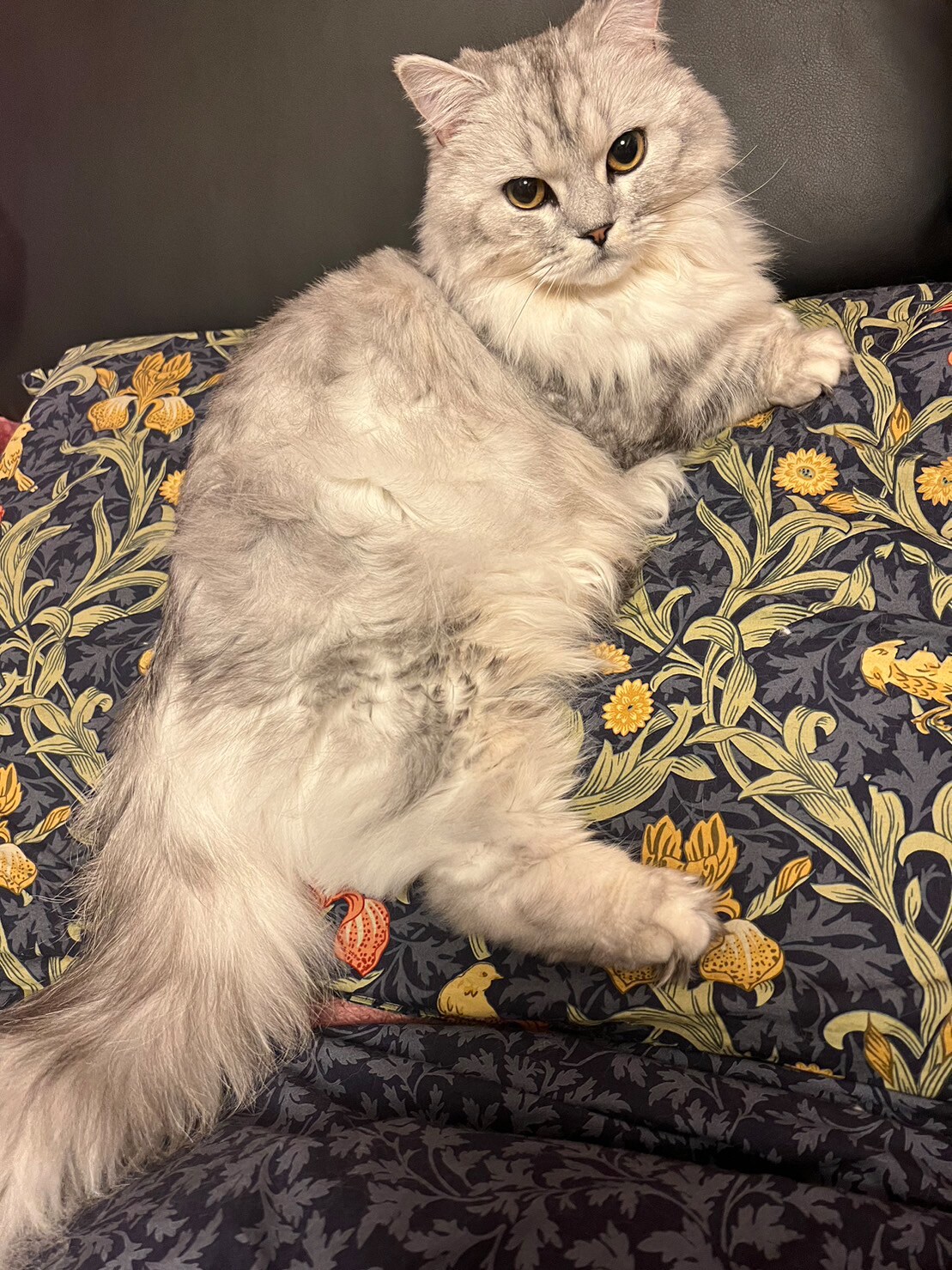 高貴な雰囲気を漂わせるキルムちゃん。