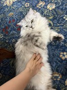 無防備なキルムちゃん。