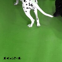 No Buses「1624」配信ジャケット