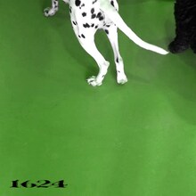 No Buses「1624」配信ジャケット