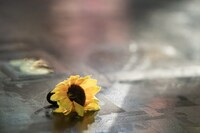 「ヒマワリと星屑」のヒマワリ。（撮影：音楽ナタリー編集部）