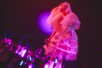 ano（撮影：鳥居洋介）