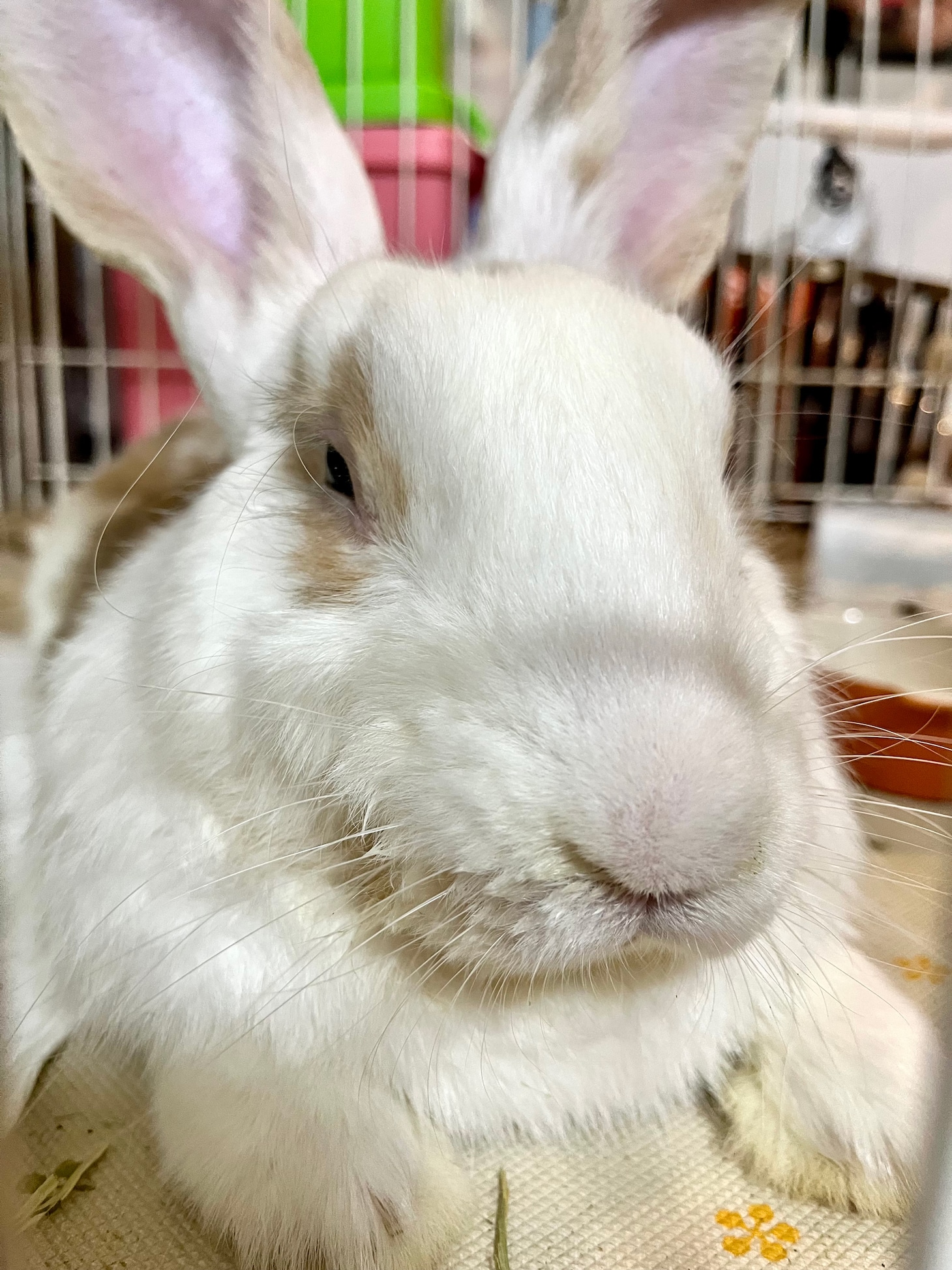 ポム