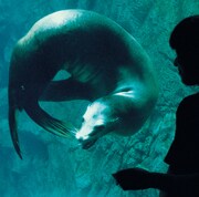 羅針盤「永遠のうた+アドレナリンドライブ」ジャケット