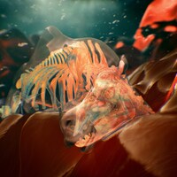 Kroi「Water Carrier」ジャケット