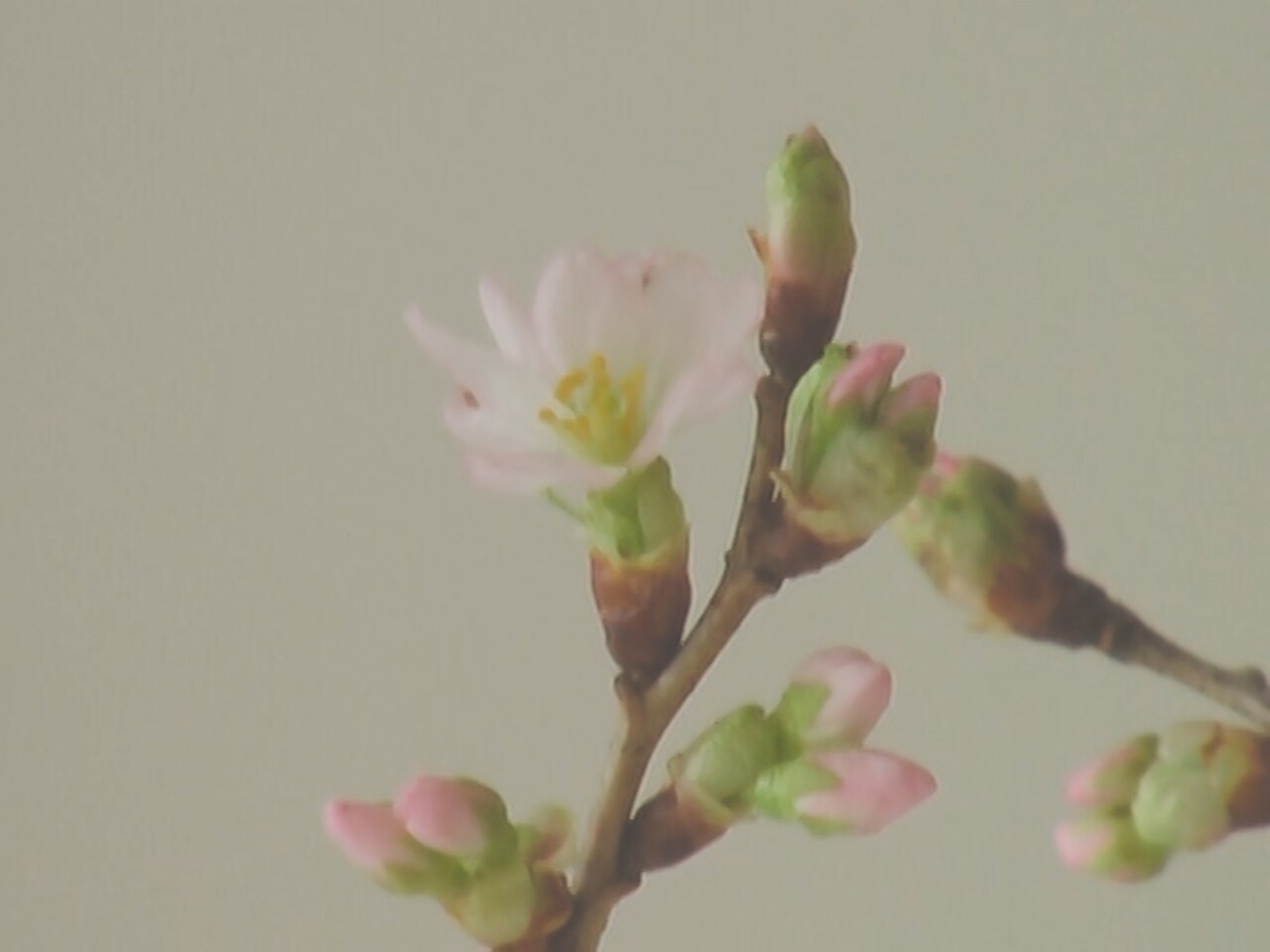 吉澤嘉代子、学生時代に思いを馳せた卒業ソング「ゆとり」MV公開