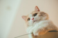 藤原樹の愛猫・マース。