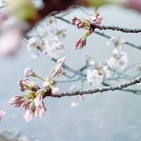 文藝天国「初恋」配信ジャケット