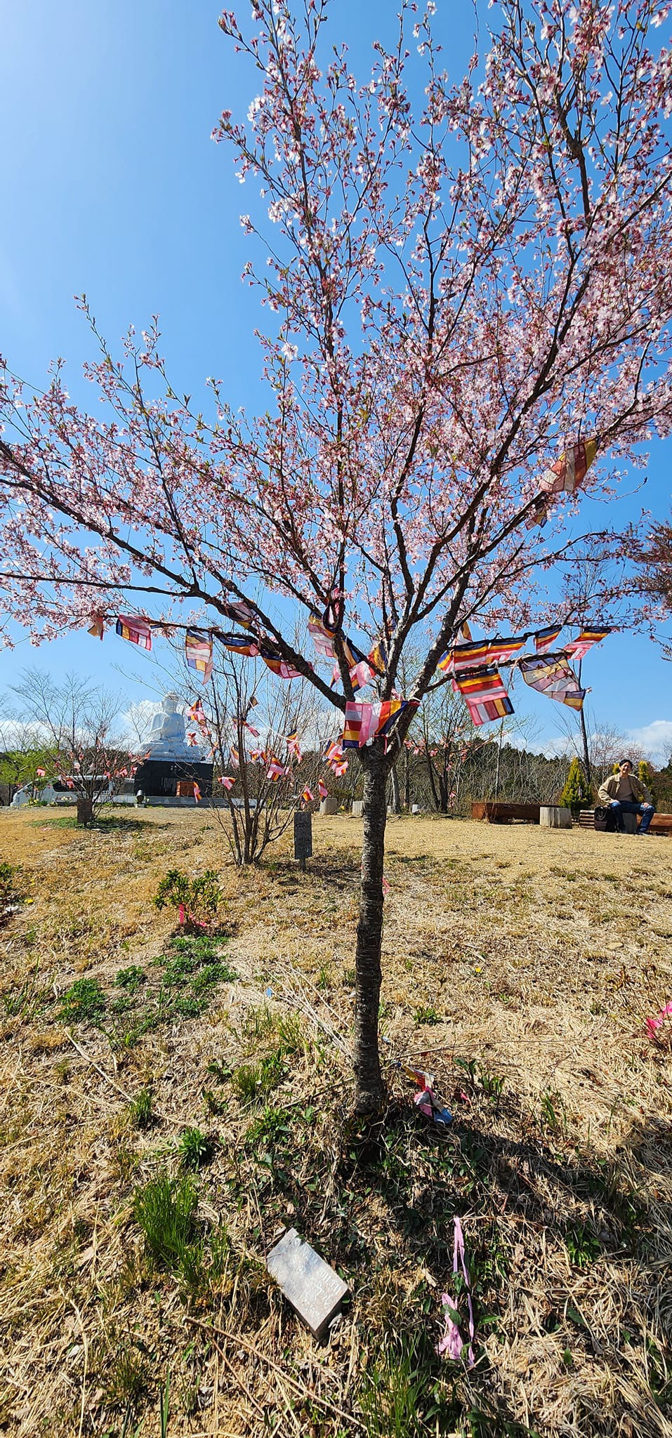 三陸地域に植えられた桜の木。