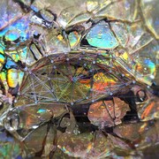 そこに鳴る「開眼証明」ジャケット