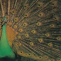 アリス「ALICE III +2」ジャケット