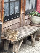 日向ぼっこする猫。現在開催中の結成35周年ツアー「今が旬」で訪れた広島・尾道にて。