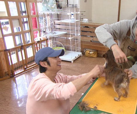 保護犬をトリミングする相葉雅紀(嵐)。(c)日本テレビ