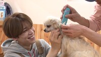 保護犬をトリミングする松島聡（timelesz）。(c)日本テレビ