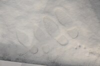 雪に残された“二人が歩いた足跡”。