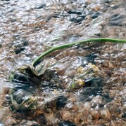 MON/KU「産毛」配信ジャケット