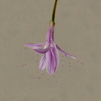 osage「残り香」配信ジャケット