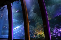 「スーパーイワシイリュージョン」イメージ