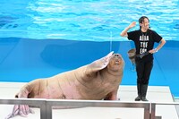 「Animal Life Live!」より、セイウチのダンス。