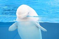 「Animal Life Live!」に登場したシロイルカ。