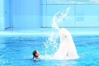 「Animal Life Live!」シロイルカのパフォーマンスの様子。