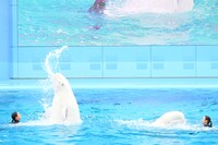 「Animal Life Live!」シロイルカのパフォーマンスの様子。