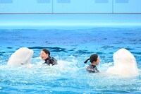 「Animal Life Live!」シロイルカのパフォーマンスの様子。