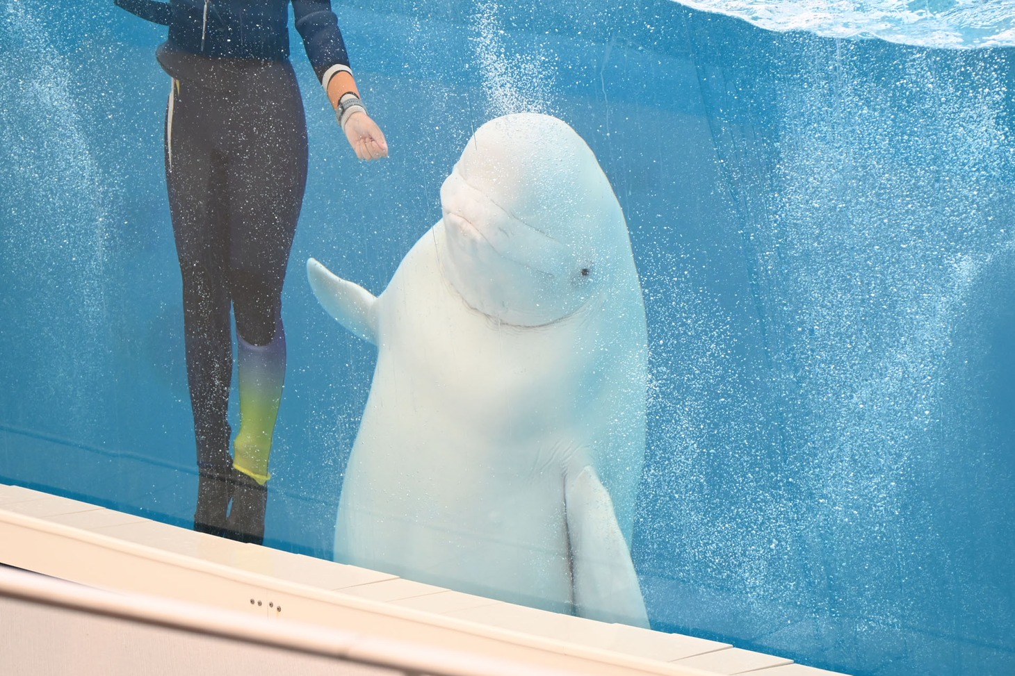 観客に手を振るシロイルカ。