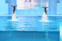 トレーナーをリフトアップするシロイルカ。