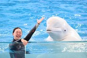 シロイルカとトレーナー。