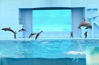 「Animal Life Live!」より、バンドウイルカとカマイルカのパフォーマンス。