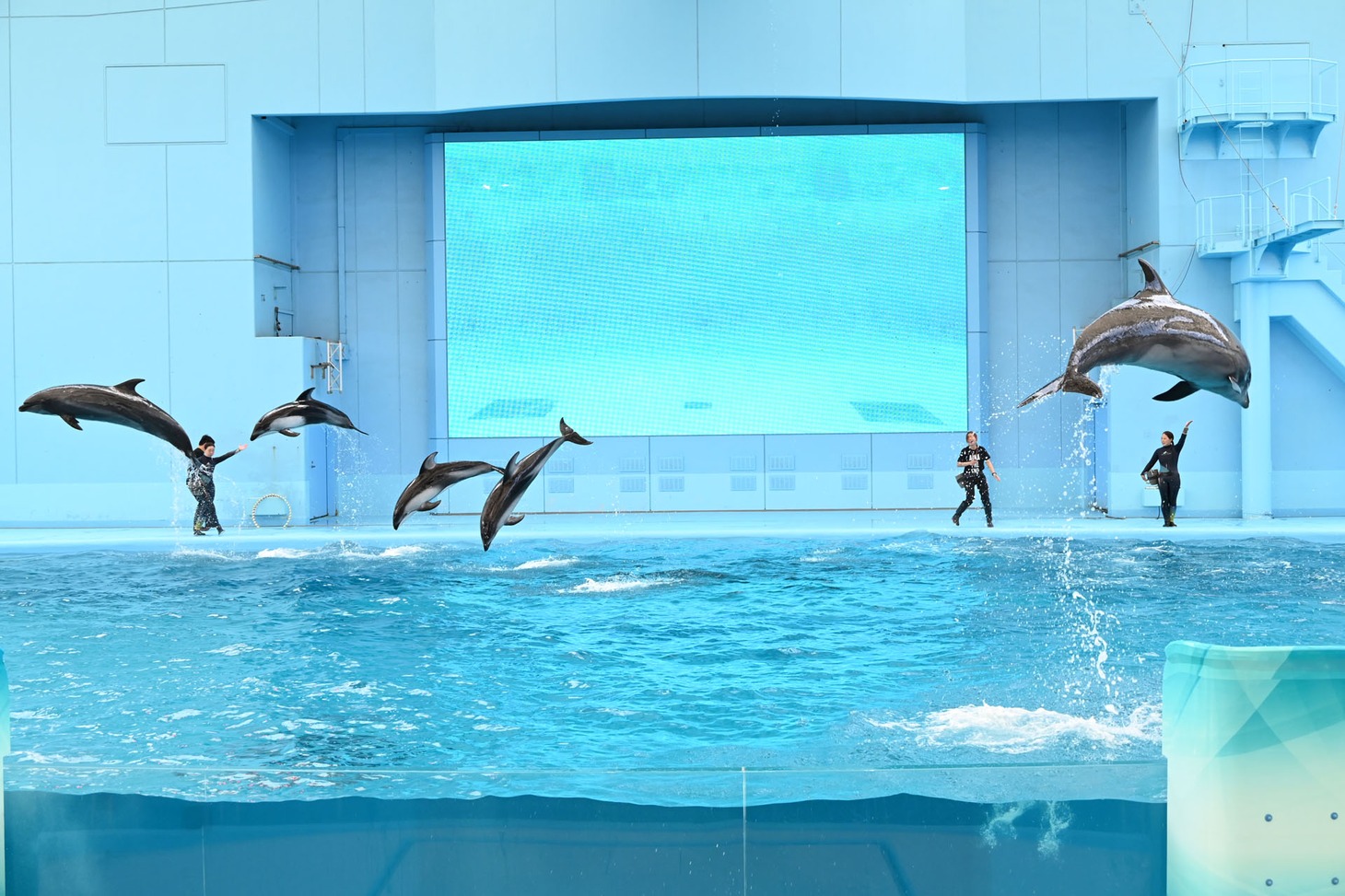 「Animal Life Live!」より、バンドウイルカとカマイルカのパフォーマンス。