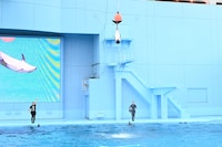 「Animal Life Live!」より、大ジャンプを見せるカマイルカ。