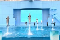 「Animal Life Live!」より、バンドウイルカとカマイルカのパフォーマンス。