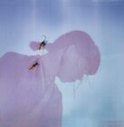 青葉市子の新曲「Lullaby」本日配信、5年半ぶり国内ツアーも決定