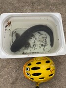 ある日ライブから帰ったら自宅の玄関にいた巨大ナマズ。