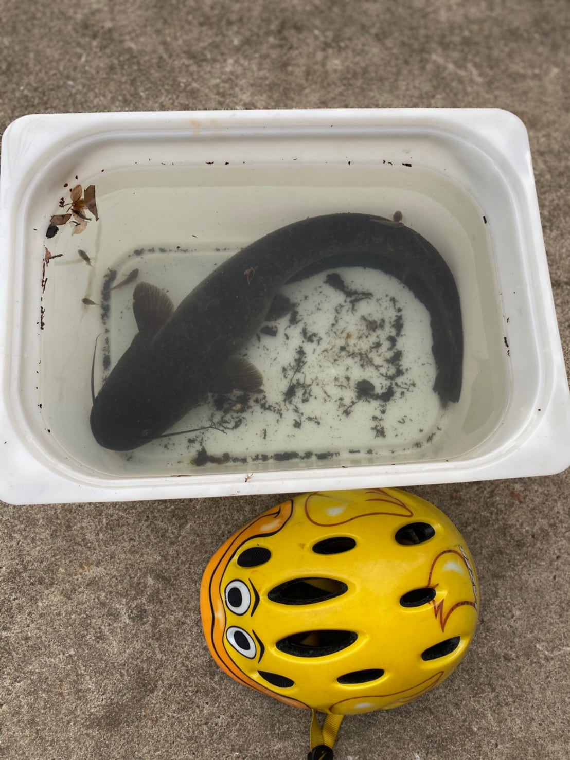 ある日ライブから帰ったら自宅の玄関にいた巨大ナマズ。