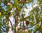 「LOST CORNER AR LIVE in HARAKADO」の様子。