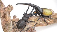 秋川雅史作「木彫ヘラクレスオオカブトとギラファノコギリクワガタ」