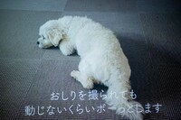 風見和香の愛犬・QOO。