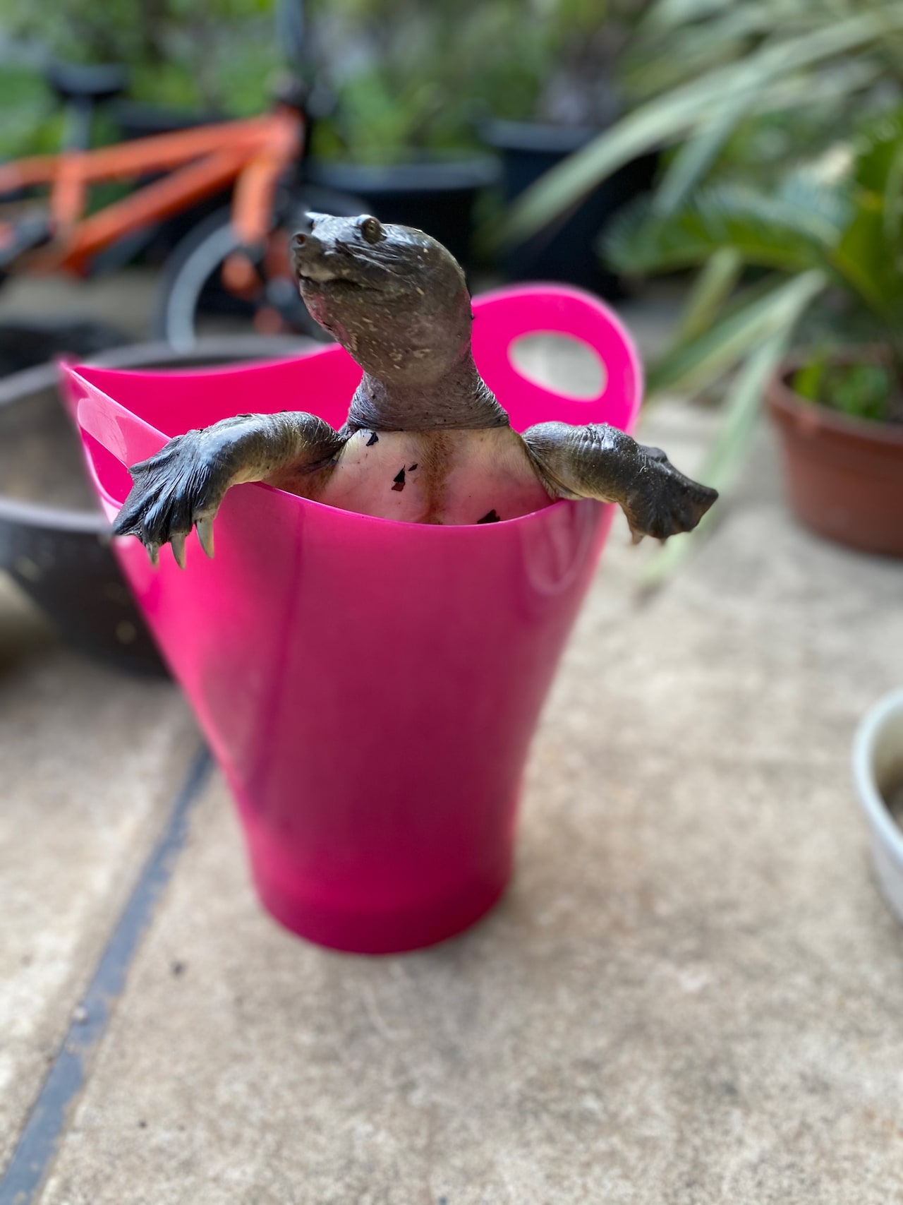 ある日、G.RINAさんが仕事から帰ると家の前に巨大なすっぽんが。
万葉ちゃんと慈栄くんが捕まえてきた模様。