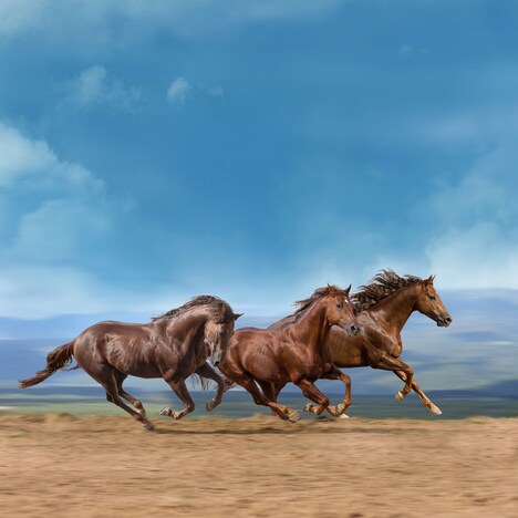 Yo-Sea「かけ足族」配信ジャケット