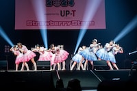 かすみ草とステラ