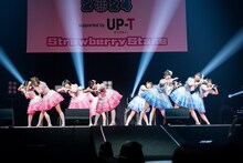 かすみ草とステラ