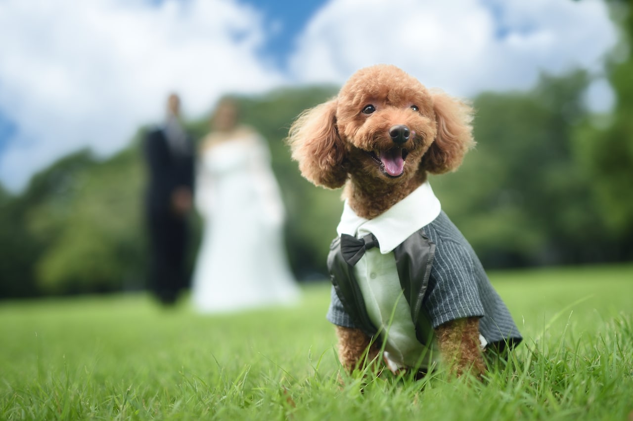 PARIS on the City!小林ファンキ風格と「プリキュア」楽曲で知られる作曲家・馬瀬みさきが結婚