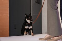 颯爽と現れたアキラ。