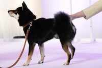 菊池風磨のリクエストに応える利口なアキラ。