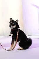 ちょこんと座るアキラ。