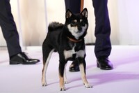 カメラに視線を送るアキラ。